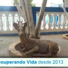 Imagem 15 da empresa ANTÔNIO BENATTI JÚNIOR Clínicas para Dependentes Químicos em Piracicaba SP