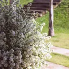 Imagem 1 da empresa ASTRID DECORAÇÃO DE CASAMENTOS Flores - Ornamentação em Campinas SP