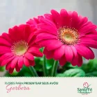 Imagem 5 da empresa ATACADO SANTA FÉ Floriculturas em Porto Alegre RS