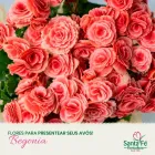 Imagem 6 da empresa ATACADO SANTA FÉ Floriculturas em Porto Alegre RS