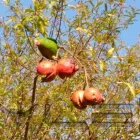 Imagem 12 da empresa ESCOLA DE EDUCAÇÃO INFANTIL BOUGAINVILLE Berçários em São Paulo Brasil