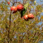 Imagem 13 da empresa ESCOLA DE EDUCAÇÃO INFANTIL BOUGAINVILLE Berçários em São Paulo Brasil