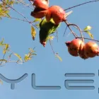 Imagem 14 da empresa ESCOLA DE EDUCAÇÃO INFANTIL BOUGAINVILLE Berçários em São Paulo Brasil