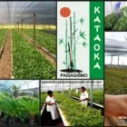 Imagem 4 da empresa FLORICULTURA YAMANAKA - MARCO Paisagismo em Belem Brasil