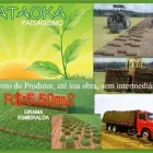 Imagem 5 da empresa FLORICULTURA YAMANAKA - MARCO Paisagismo em Belem Brasil