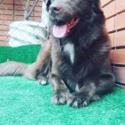 Imagem 3 da empresa FOFOS E FERAS CLÍNICA VETERINÁRIA E PET SHOP - RIO BRANCO Veterinários em Porto Alegre RS