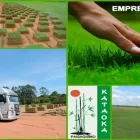 Imagem 6 da empresa GRAMA Plantas em Belém PA