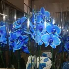 Imagem 5 da empresa HADASSA CESTAS E FLORES Telemensagens em Osasco SP