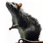 Imagem 2 da empresa HIDROSAMPA DESENTUPIDORA E DEDETIZADORA Rato em São Paulo Brasil