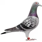 Imagem 5 da empresa HIDROSAMPA DESENTUPIDORA E DEDETIZADORA Rato em São Paulo Brasil