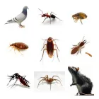 Imagem 6 da empresa HIDROSAMPA DESENTUPIDORA E DEDETIZADORA Rato em São Paulo Brasil