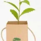Imagem 7 da empresa MINHA ARVORE Promocional em Brasília DF