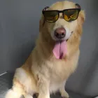 Imagem 1 da empresa PETSHOP GALERIA ANIMAL Pet Shop em Porto Alegre RS