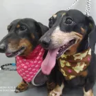 Imagem 4 da empresa PETSHOP GALERIA ANIMAL Pet Shop em Porto Alegre RS