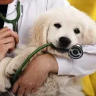 Imagem 6 da empresa PLANTÃO VETERINÁRIO HOSPITAL Veterinários em Recife PE