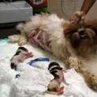 Imagem 8 da empresa PLANTÃO VETERINÁRIO HOSPITAL Veterinários em Recife PE