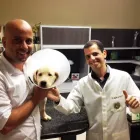 Imagem 1 da empresa PLANTÃO VETERINÁRIO HOSPITAL Veterinários em Recife PE