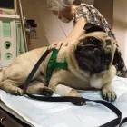 Imagem 2 da empresa PLANTÃO VETERINÁRIO HOSPITAL Veterinários em Recife PE