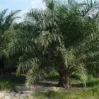 Imagem 5 da empresa PRÓ - DENDÊ Projetos Industriais em Belém PA