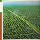 Imagem 3 da empresa PRÓ - DENDÊ Projetos Industriais em Belém PA