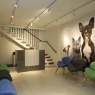 Imagem 6 da empresa SMILE4PETS - ODONTOLOGIA VETERINÁRIA E ESPECIALIDADES VETERINÁRIAS Veterinários - Oftalmologia em São Paulo SP