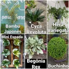 Imagem 1 da empresa TERRA & CIA MIRIM Viveiros de Plantas em Praia Grande SP