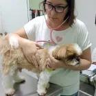 Imagem 3 da empresa VIDAPET - VETERINÁRIO NO IPIRANGA - DRA. FABIANA C. FARIA Veterinários em São Paulo SP