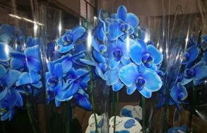 Imagem 5 da empresa HADASSA CESTAS E FLORES Telemensagens em Osasco SP
