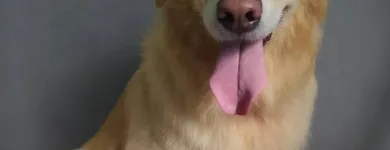 Imagem 1 da empresa PETSHOP GALERIA ANIMAL Pet Shop em Porto Alegre RS