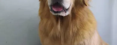 Imagem 2 da empresa PETSHOP GALERIA ANIMAL Pet Shop em Porto Alegre RS