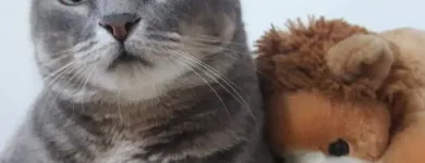 Imagem 3 da empresa PETSHOP GALERIA ANIMAL Pet Shop em Porto Alegre RS