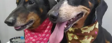 Imagem 4 da empresa PETSHOP GALERIA ANIMAL Pet Shop em Porto Alegre RS